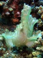 leaf fish at the bottom of the aquarium