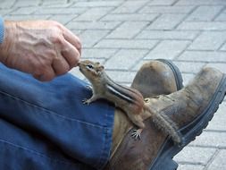 chipmunk on the foot