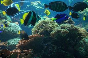 charming Fish Aquarium