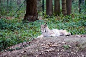 Lynx Gangelt