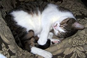 sleeping cat on the blanket