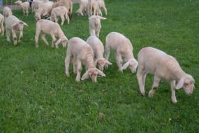 a flock of sheep on the green grass
