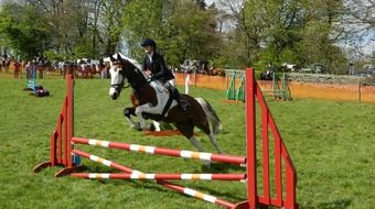 competition of horse jumping over a hurdle