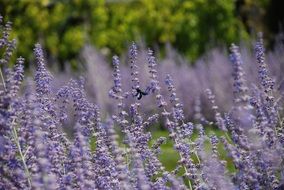 Lavender Garden in a blurred background