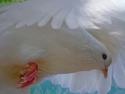 postcard with a white dove