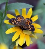 yellow flower with butterfly