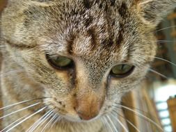 sweet domestic cat