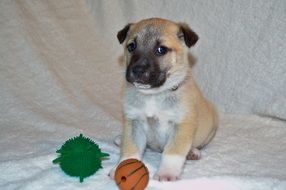 charming puppy with toys