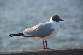 seagull with white plumage on the shore