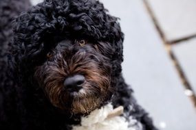 Obama's family dog in March 2010