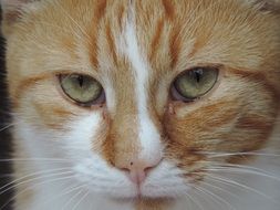 cat with a red white color looks forward