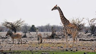 wild animals in Namibia