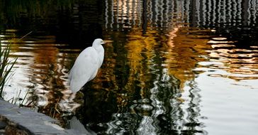 graceful white heron in the water