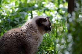 Beautiful and colorful British Shorthair cat in the grass with colorful flowers near the tree