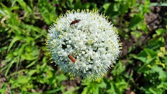 stunningly beautiful Onion Flower