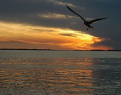 seagull in sky at idyllic Sunset above calm Ocean