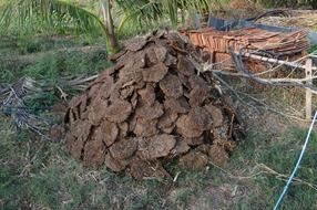 dried cow dung on a farm