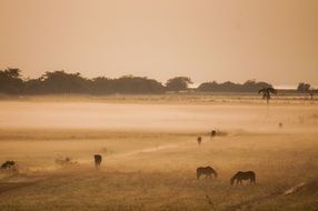 horsiea grazing on field at countryside