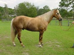 Palomino is a coat color in horses, consisting of a gold coat and white mane and tail.