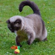 curious british shorthair cat