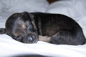 portrait of charming sleeping puppy