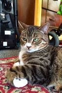 serious cat