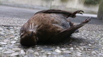 dead bird on earth