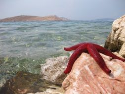 Starfish on a rock