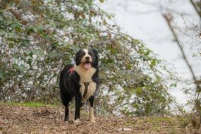 wet black white dog on the lake