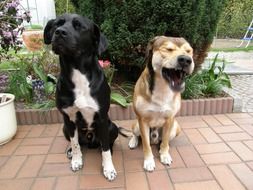 Cute colorful dogs sitting near the plants