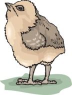 Chicks Baby drawing