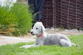 resting bedlington terrier