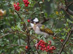 Chinese Bulbul Bird on a tree close-up on a blurred background