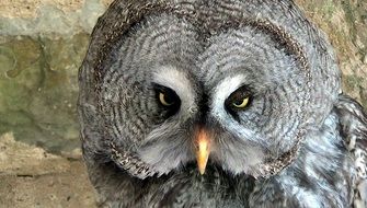 grey Owl face close up