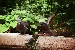 two Doves opening wings on ground