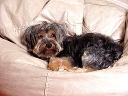 charming Puppy Yorkshire