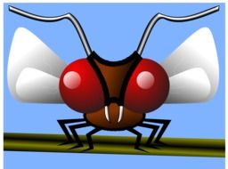 dangerous mosquito as an illustration
