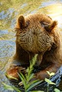 bear in wildlife park