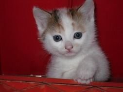 fascinating Baby Cat