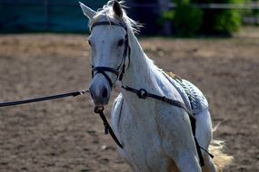 The Horse White Animal