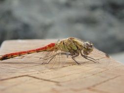 dragonfly insect in autumn