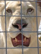 Lioness Cage Zoo