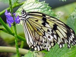 big butterfly in spring