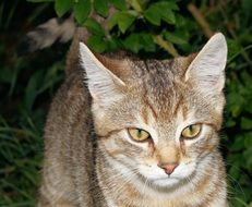 stunningly beautiful Cat Portrait