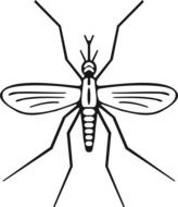 drawn Malaria mosquito