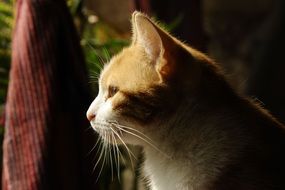 red cat is looking out the window