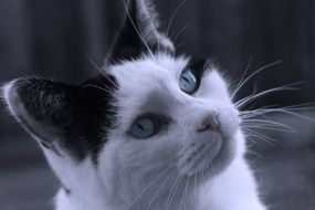portrait of an adorable black and white cat