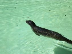 Sea Lion in ocean