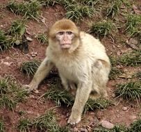 wild beige monkey