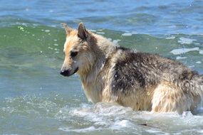 Sled Dog in water